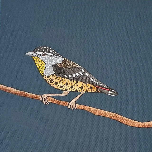 Spotted pardalote bird ink drawing by Vanessa Goess